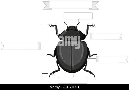 Illustration de l'anatomie externe d'une feuille de travail de scarabée Illustration de Vecteur