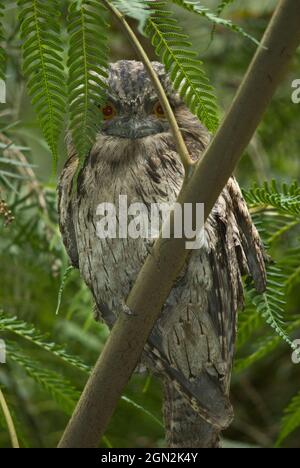 Tawny Frogmouth (Podargus strigoides), s'appuie sur un excellent camouflage, qui ressemble à une branche cassée et qui suppose des fentes étroites pour rester inaperçu Banque D'Images