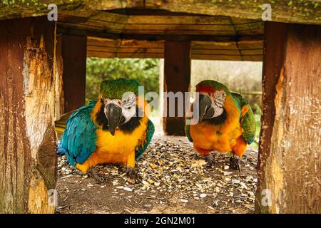 l'espèce de perroquet ara est menacée d'extinction. oiseaux colorés en portrait. Ils sont trouvés en Amérique du Sud Banque D'Images