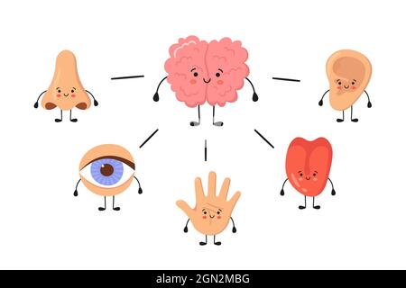 Cerveau et cinq organes de sens humains kawaii caractères. Nez, oreille, main, langue et œil. Organes sensoriels mignons. Voir, entendre, sentir, sentir et goûter. Vecteur Illustration de Vecteur