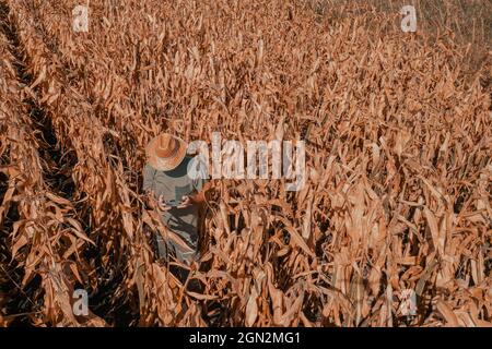 Photographie aérienne d'un agronome et d'un agriculteur à l'aide d'un radiocontrôleur de drone pour examiner la plantation, la technologie moderne et l'agriculture intelligente Banque D'Images