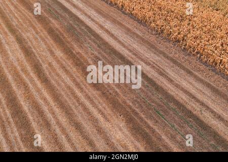 Champ de chaume de blé après la récolte, vue de drone pov grand angle Banque D'Images