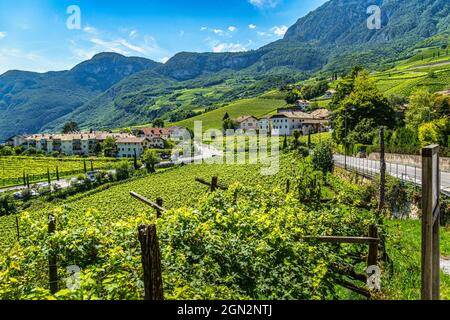 Vallées et pentes plantées de vignes Traminer, Gewürztraminer, le long de la route des vins du Tyrol du Sud. Province autonome de Bolzano. Banque D'Images