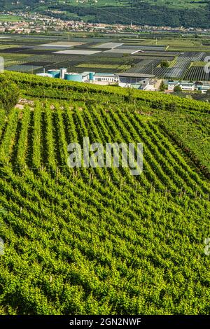 Vallées et pentes plantées de vignes Traminer, Gewürztraminer, le long de la route des vins du Tyrol du Sud. Province autonome de Bolzano. Banque D'Images