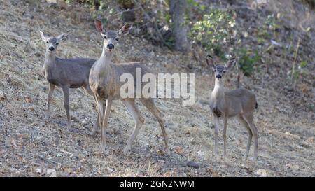 Alerter la mère de cerf de Virginie et les bébés dans la forêt. Comté de Santa Clara, Californie, États-Unis. Banque D'Images