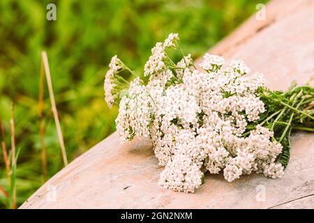 Bouquet de belles fleurs d'yarrow blanches de printemps ou d'été placées sur un vieux tronc d'arbre Banque D'Images