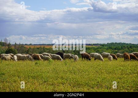 Un troupeau de moutons se grise sur un pré agricole. Jour d'été. Agriculture et élevage. Les moutons mangent de l'herbe sur une course auto Banque D'Images