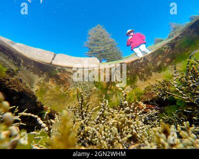 Vue sous l'eau d'une piscine de roche avec une femme qui s'y trouve la piscine contient principalement des algues brunes, y compris le collier de Neptune (Hormosira banksii) à Banque D'Images