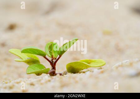 Plantes poussant dans le sable sur la plage, petits buissons sur le sable Banque D'Images