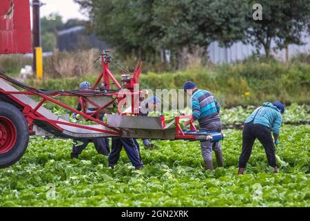 Tarleton, Lancashie, météo britannique. 22 septembre 2021. Travailleurs migrants de l'UE. La plupart du temps de l'Ukraine ont un début tôt de matin récolte de la laitue COS pour les supermarchés britanniques. La laitue peut être cultivée tard dans la saison jusqu'en septembre, mais les premières gelées peuvent endommager les feuilles, ce qui la rend impropre à la vente. Crédit; MediaWorldImages/AlamyLiveNews Banque D'Images