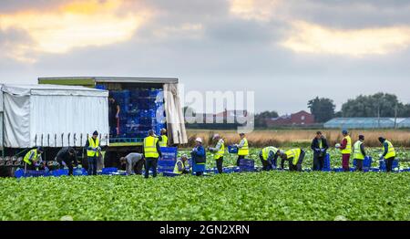 Tarleton, Lancashire, Royaume-Uni Météo.Septembre 2021.Travailleurs migrants de l'UE. La plupart du temps de l'Ukraine ont un début tôt de matin récolte de la laitue COS pour les supermarchés britanniques.La laitue peut être cultivée tard dans la saison jusqu'en septembre, mais les premières gelées peuvent endommager les feuilles, ce qui la rend impropre à la vente.Crédit; MediaWorldImages/AlamyLiveNews Banque D'Images