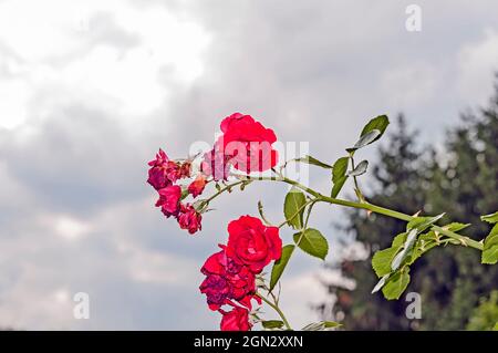 Rose im Herbst ; rose en automne Banque D'Images