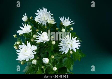 Chrysanthèmes blancs dans une casserole. Fleur d'automne à la maison. Bouquet de fleurs. Gros plan. Brousse de chrysanthème Banque D'Images