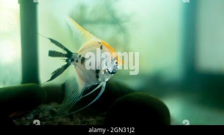 Poissons d'angle isolés dans un aquarium en verre d'eau douce. Banque D'Images