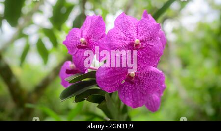 Vanda Madame WiRat dr.Anek fleurs d'orchidées roses. Un beau bouquet de fleurs d'orchidées se ferme dans le jardin. Banque D'Images