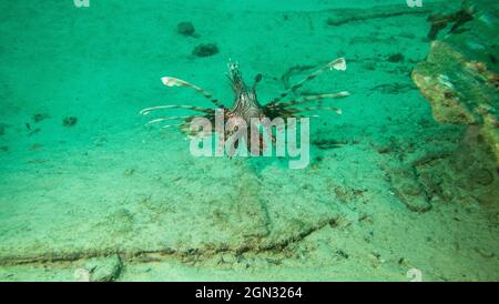 Gros plan d'un poisson de lionfish commun autour de Phuket, Thaïlande Banque D'Images