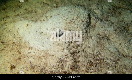 Flocon de neige moray dans le sable - plongée sous-marine autour de Phuket, Thaïlande Banque D'Images