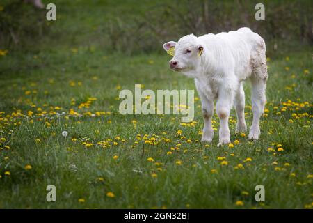 Gros plan d'une jeune vache dans un pré Banque D'Images