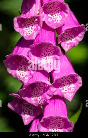 Gros plan des fleurs du renfgant violet, la fleur de purpurea de Digitalis Banque D'Images