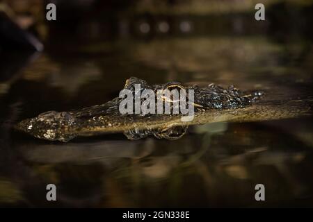 Gros plan d'un crocodile dans l'eau Banque D'Images