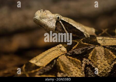 Gros plan d'un cymjack [Bitis gabonica] Banque D'Images