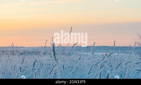 Mise au point sélective d'une petite oreille sèche d'herbe couverte de neige en hiver dans la journée sur un arrière-plan flou Banque D'Images