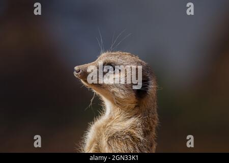 Gros plan d'un meerkat [Suricata suricata] Banque D'Images