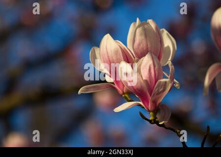 Gros plan d'un magnolia [genre Magnolia] Banque D'Images