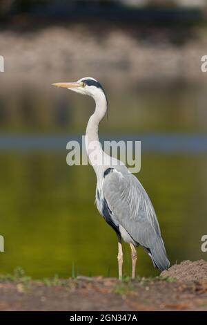 Gros plan d'un héron gris [Ardea cinerea] Banque D'Images