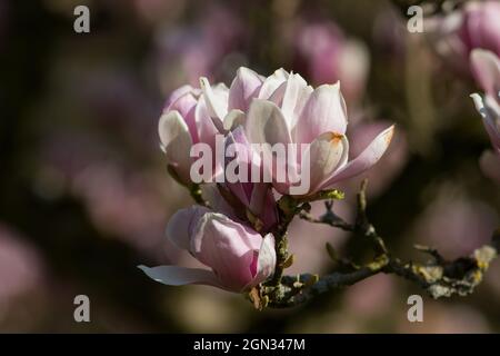 Gros plan d'un magnolia [genre Magnolia] Banque D'Images