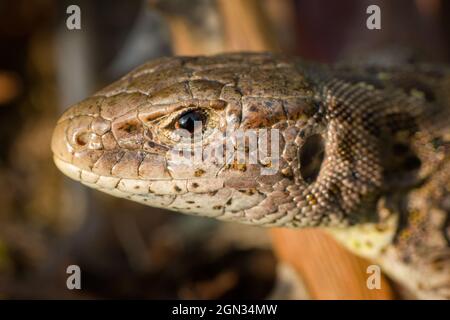 Gros plan d'un lézard de sable [Lacerta agilis] Banque D'Images