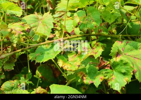 Maladies de la vigne. L'anthracnose des raisins (Elsinoë ampelina) est une maladie fongique qui affecte les feuilles de raisin. Banque D'Images