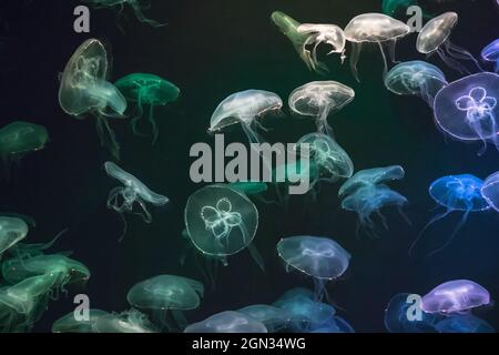 Méduses avec effet de lumière néon dans le S.E.A. Aquarium, à Sentosa, Singapour Banque D'Images