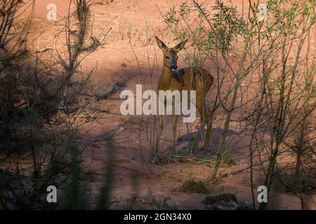 Gros plan d'un cerf de Virginie [Capranolus capranolus] Banque D'Images