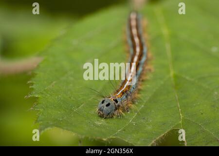 chenille lackey [Malacosoma neustria] Banque D'Images