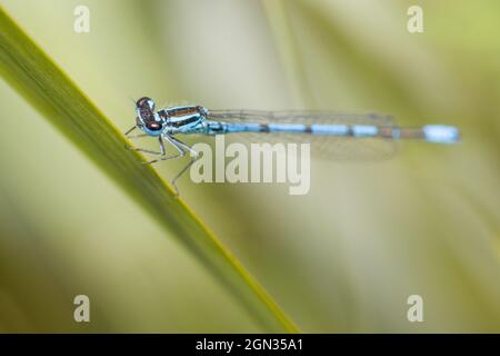 Gros plan d'une mouche à queue bleue [Ischnuma elegans] Banque D'Images