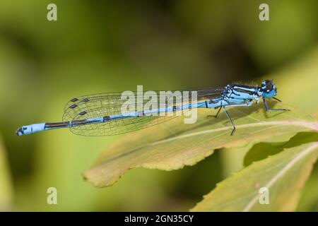 Gros plan d'une mouche à queue bleue [Ischnuma elegans] Banque D'Images