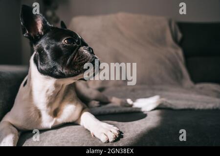 Curieux Bulldog domestique français de race pure allongé sur un canapé confortable avec une couverture au soleil éclatant donnant sur l'extérieur Banque D'Images