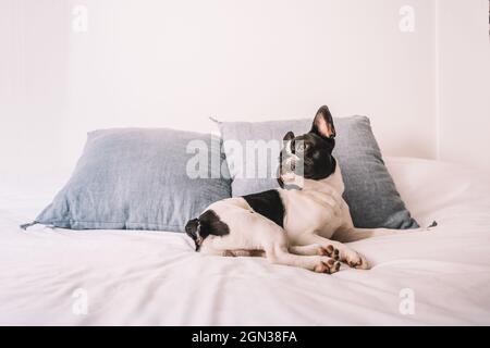 Curieux chien de taureaux français domestique, allongé sur un canapé confortable avec une couverture au soleil éclatant reposant sur des coussins bleus qui s'éloignent Banque D'Images