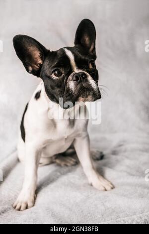 Curieux Bulldog domestique français de race pure assis sur un canapé confortable avec une couverture au soleil éclatant donnant sur l'extérieur Banque D'Images