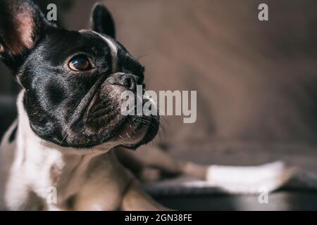 Curieux Bulldog domestique français de race pure allongé sur un canapé confortable avec une couverture au soleil éclatant donnant sur l'extérieur Banque D'Images