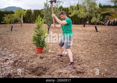 Horticulteur mâle adulte avec houe préparant le sol pour planter le pin contre les montagnes à la lumière du jour Banque D'Images