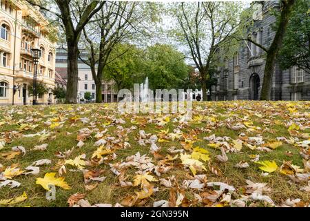 Oslo, Norvège. Septembre 2021. La pelouse d'un parc de la ville avec les feuilles tombées des arbres dans le centre-ville Banque D'Images