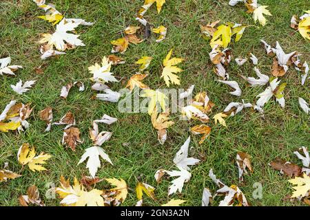 Oslo, Norvège. Septembre 2021. La pelouse d'un parc de la ville avec les feuilles tombées des arbres dans le centre-ville Banque D'Images