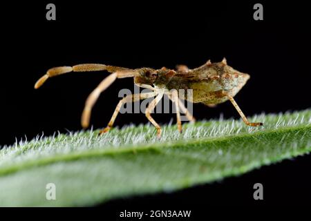 Gros plan sur le bogue du Dock ou le squashbug brun rougeâtre (Coreus marginatus) Banque D'Images