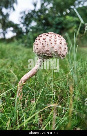 Champignons de parasol bruns parmi l'herbe verte en défrichement. Banque D'Images