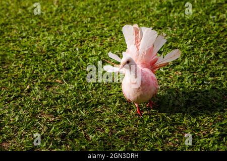 Pigeon rose coloré inhabituel sur herbe verte, gros plan Banque D'Images