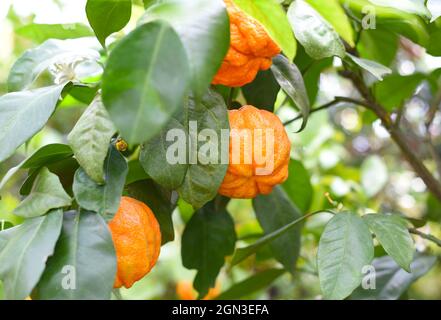 Kikudaidai, orange amère, pousse au Japon. Banque D'Images