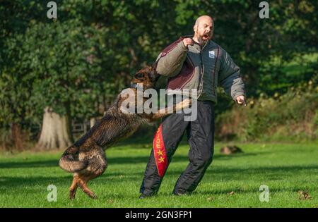 PC Lee Judge avec Atla le chien comme unité de police Scotland train à la police Scotland Dog Unit, Pollok Country Park, avant le sommet Cop26 à Glasgow. Date de la photo: Mercredi 22 septembre 2021. Banque D'Images