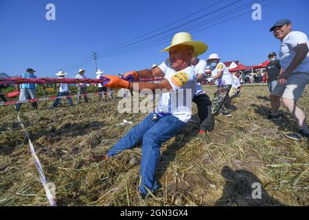 Jiande, province chinoise de Zhejiang. 22 septembre 2021. Les agriculteurs participent à un tir de gibier de guerre dans le canton de Datong, dans la province de Zhejiang, en Chine orientale, le 22 septembre 2021. Un événement sportif sur le thème du paddy Field s'est tenu mercredi à Datong. Les jeux comprenaient la récolte du riz, la course des brouettes, le relais de transport du riz et le remorqueur de guerre. Credit: Xu Yu/Xinhua/Alay Live News Banque D'Images